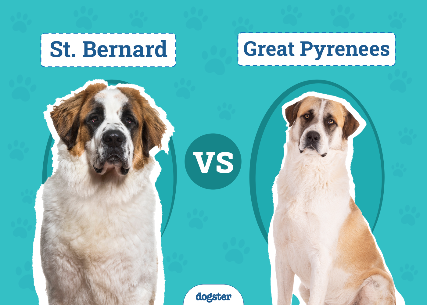 St. Bernard vs. Great Pyrenees: The Differences (With Pictures)