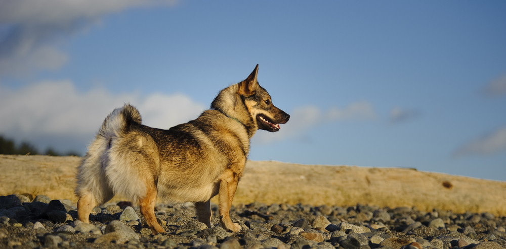 Swedish Vallhund standing outdoors