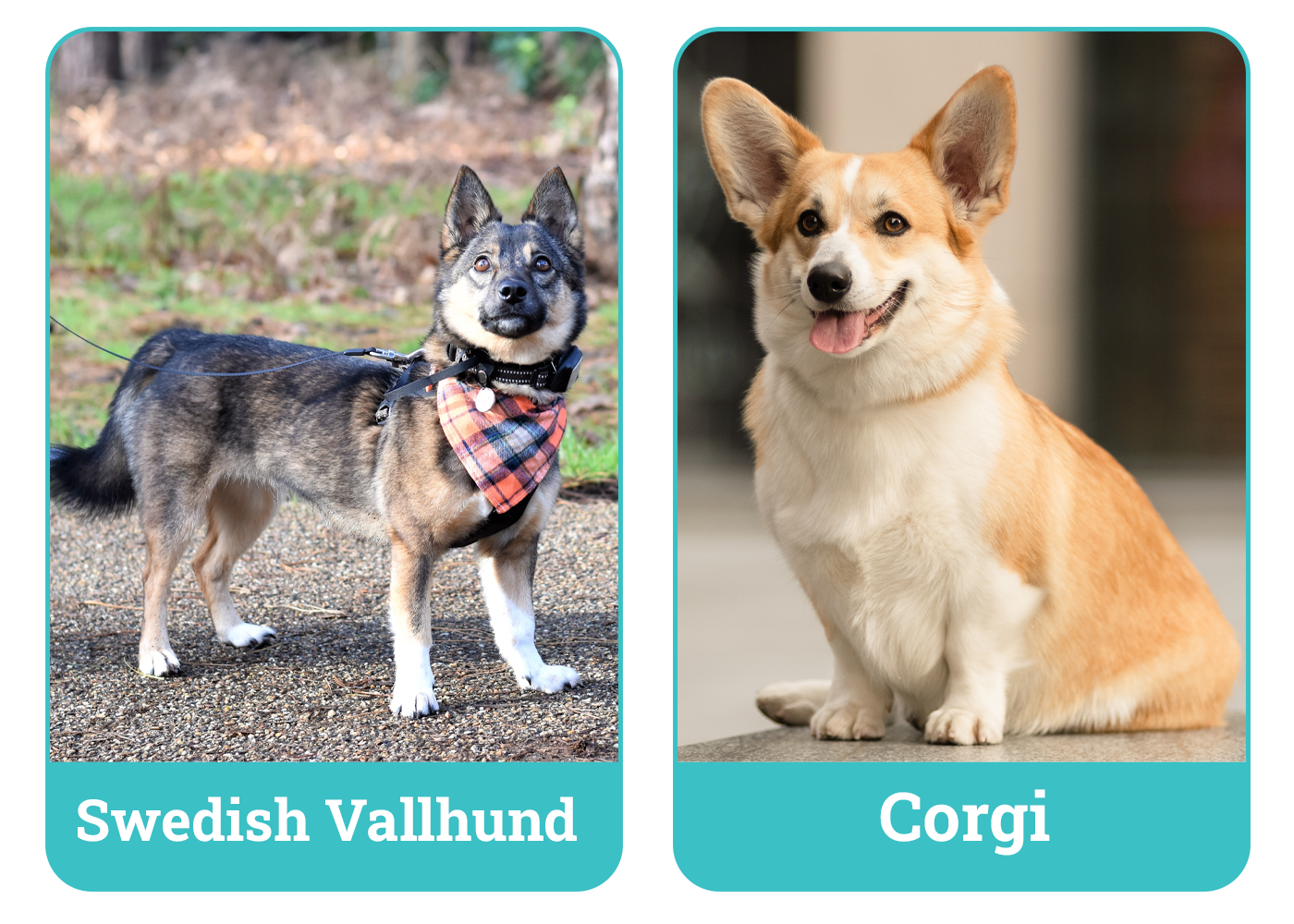 Swedish Vallhund vs Corgi