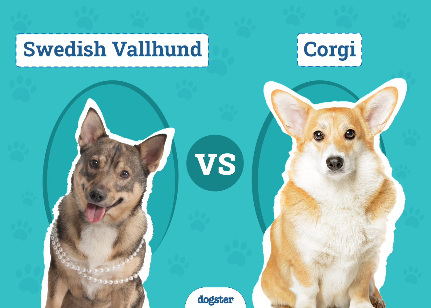 Swedish Vallhund vs Corgi: Main Differences (With Pictures)