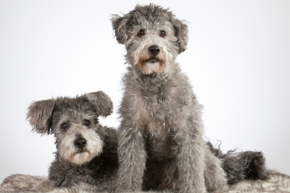 Can Dogs Get Sick from Other Dogs? Info & Common Diseases (Vet Answer)