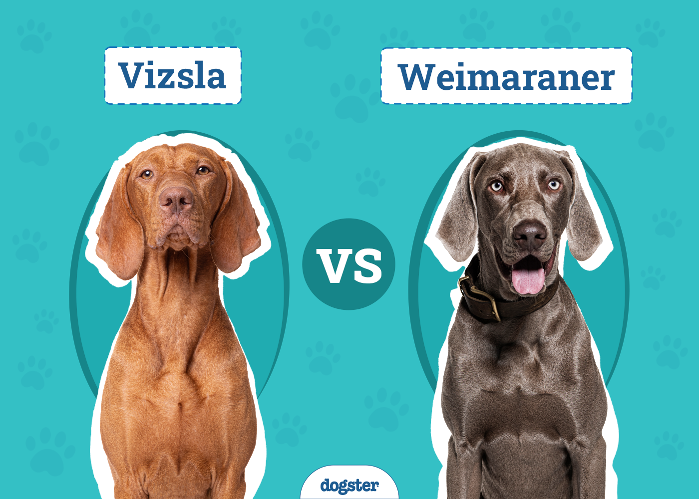 Vizsla vs Weimaraner: Key Differences (With Pictures)