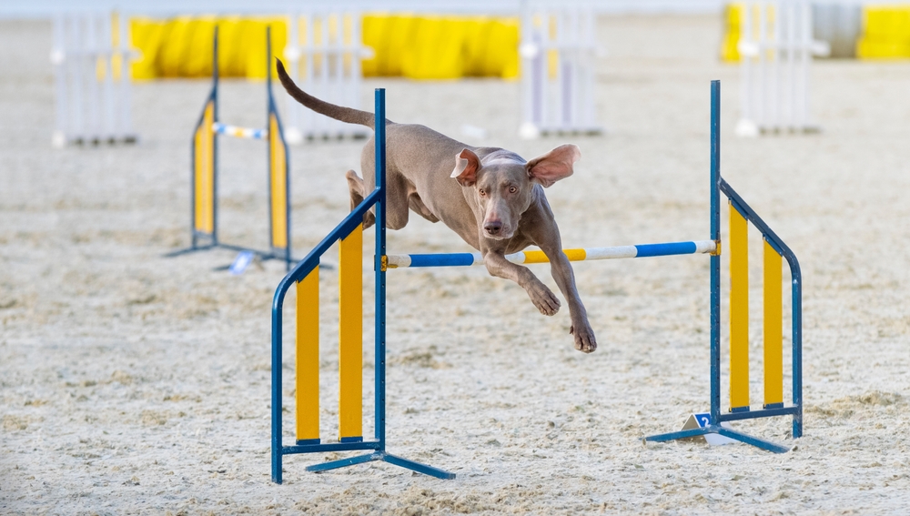 How Much Exercise Does a Weimaraner Need? Vet-Verified Facts & Tips