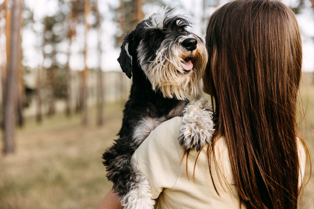 Young woman carrying a Miniature Schnauzer puppy