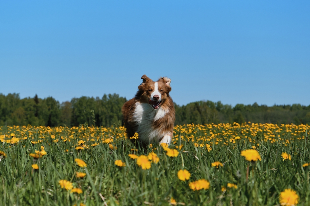 australian shepherd running in the field