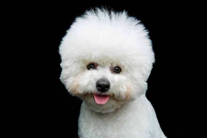 beautiful-bichon-frisee-dog