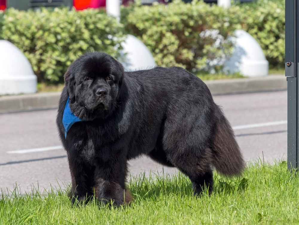 black-Newfoundland-dog-out-for-a-walk-on-the-green-grass