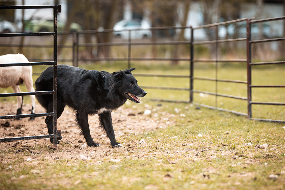 How to Entertain a Herding Dog: 15 Vet-Approved Ideas