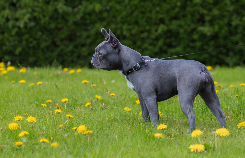 Blue Boston Terrier: Info, Pictures, Facts & History