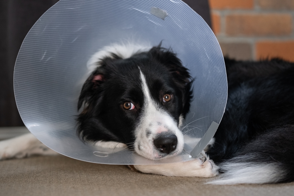 How Long Does It Take a Dog to Recover From Being Neutered? Vet-Approved Facts