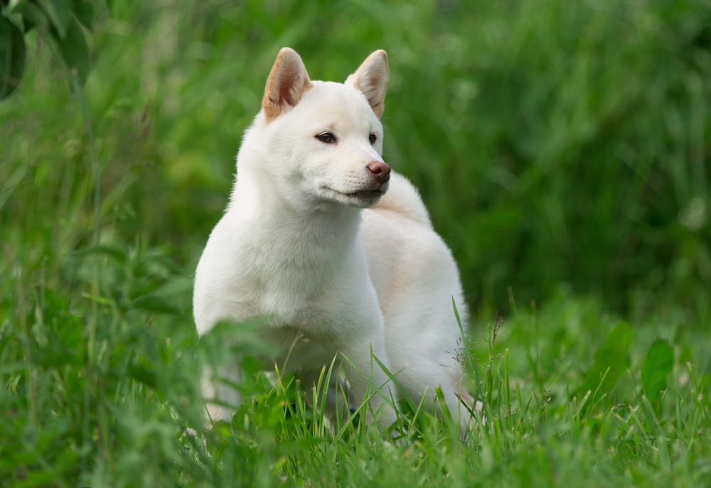 16 Dog Breeds That Act Like Cats (With Info & Pictures)