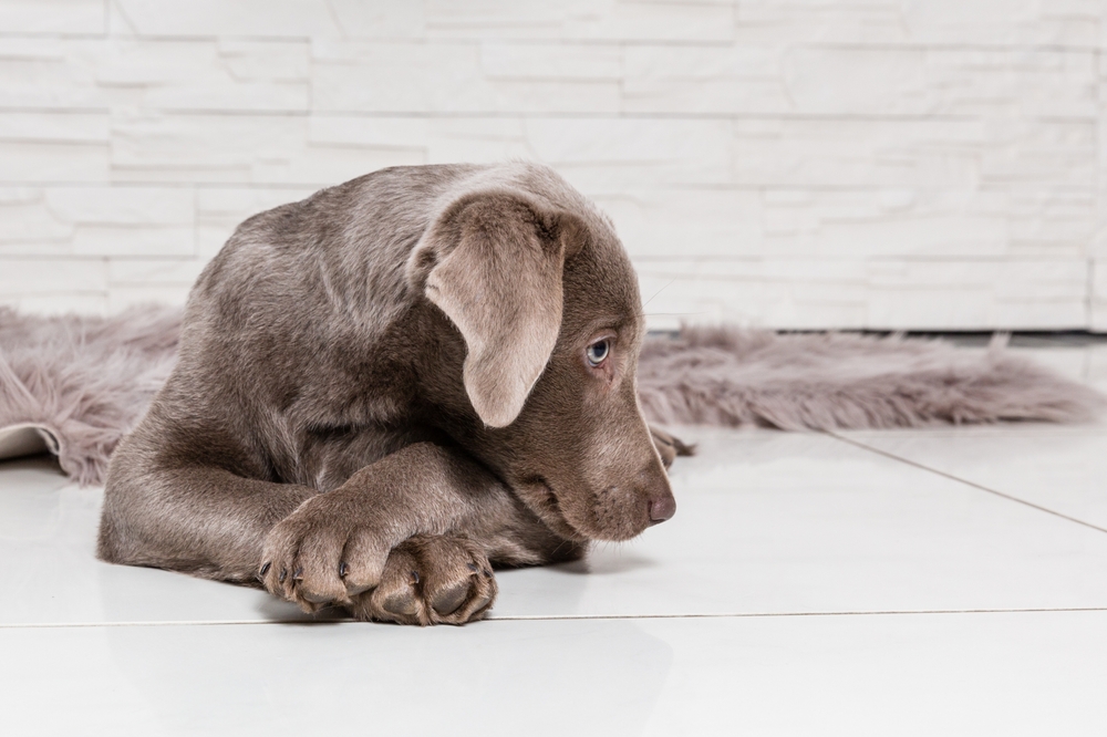 Why Do Dogs Cross Their Paws: 6 Vet-Verified Reasons