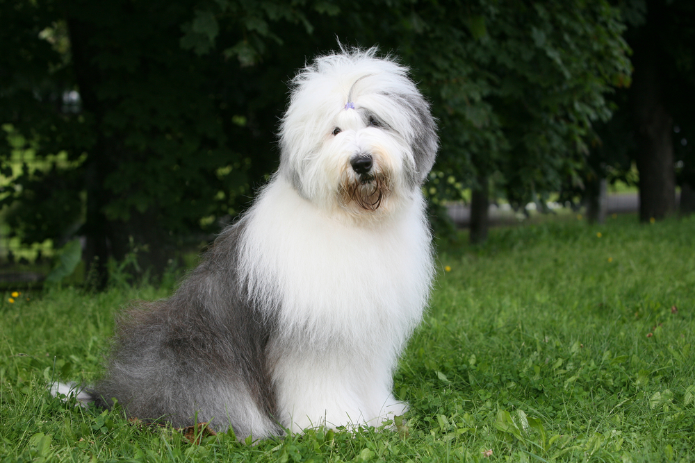 old english sheepdog sitting on grass outdoors