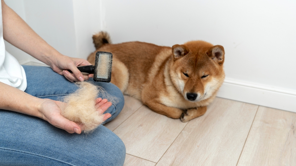 How Much Does a Shiba Inu Shed? 4 Useful Tips to Reduce It