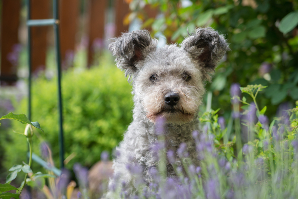 pumi dog sitting in the garden