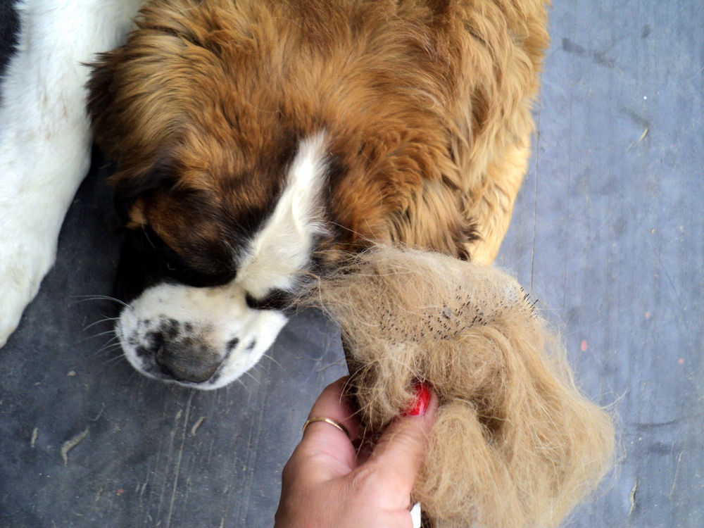 How Much Does a St. Bernard Shed? Factors, Coat Type & Tips