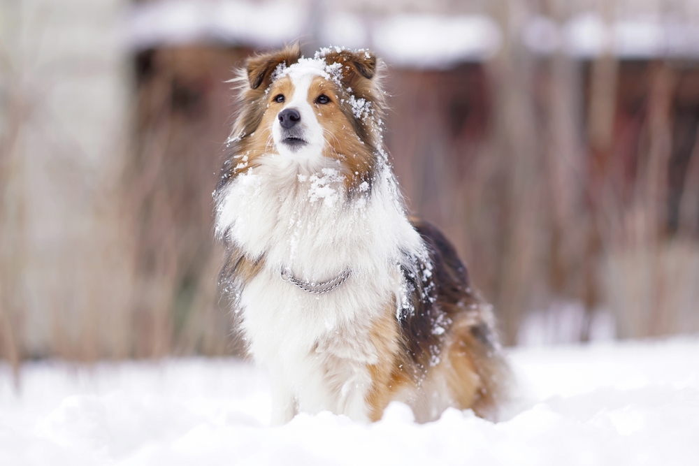 sheltie dog in the snow outside