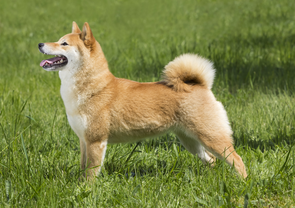 How Long Does a Shiba Inu Live? Average Lifespan, Data & Care Guide