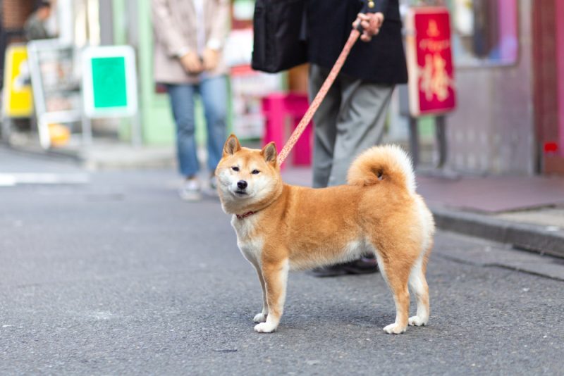 shiba inu dog walking in the street with owner