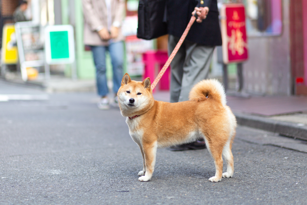Is a Shiba Inu a Good Guard Dog? Vet-Reviewed Breed Temperament & Alternatives