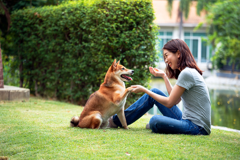 woman playing with shiba inu dog in the backyard