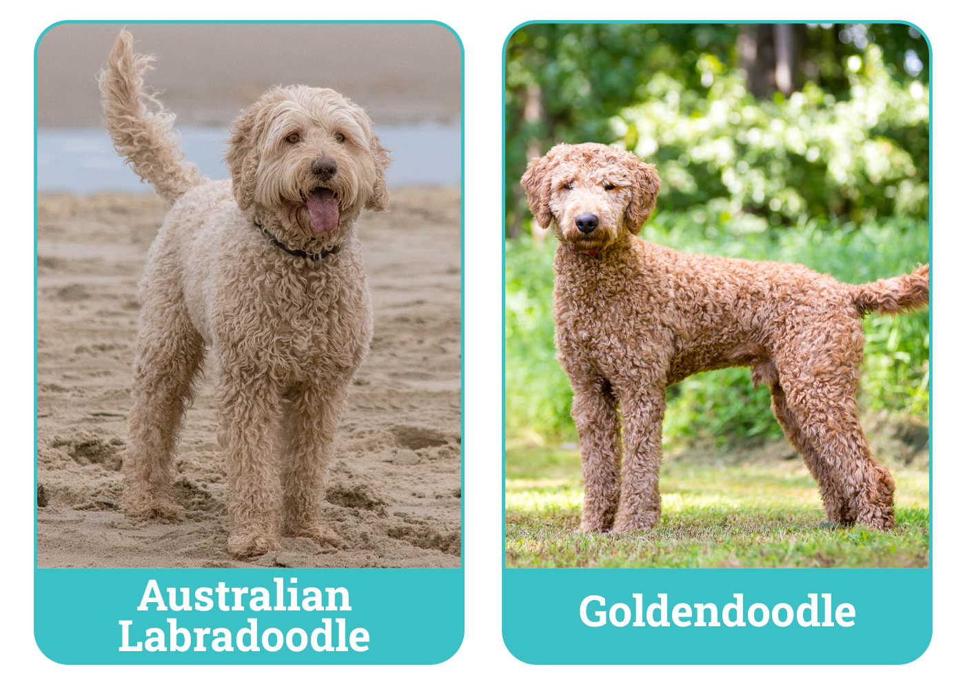 Australian Labradoodle vs Goldendoodle