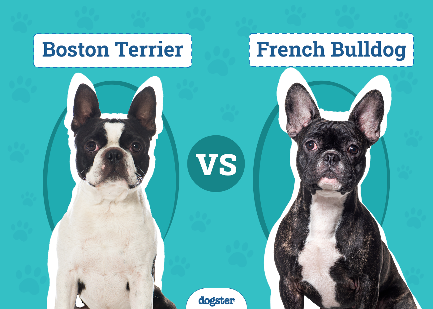 Boston Terrier vs. French Bulldog: The Main Differences (With Pictures)