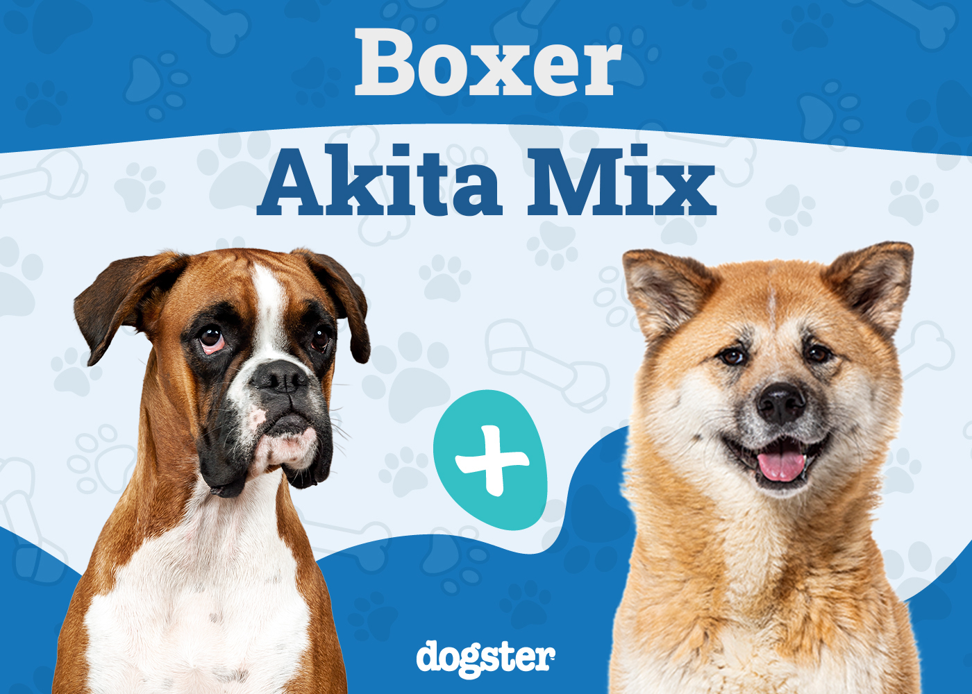 Boxita (Akita Boxer Mix): Info, Pictures, Care & More