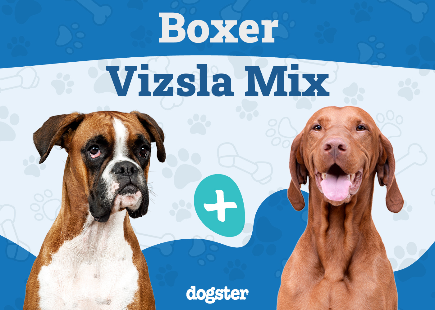 Boxer Vizsla Mix Breed: Info, Pictures, Care Guide & More