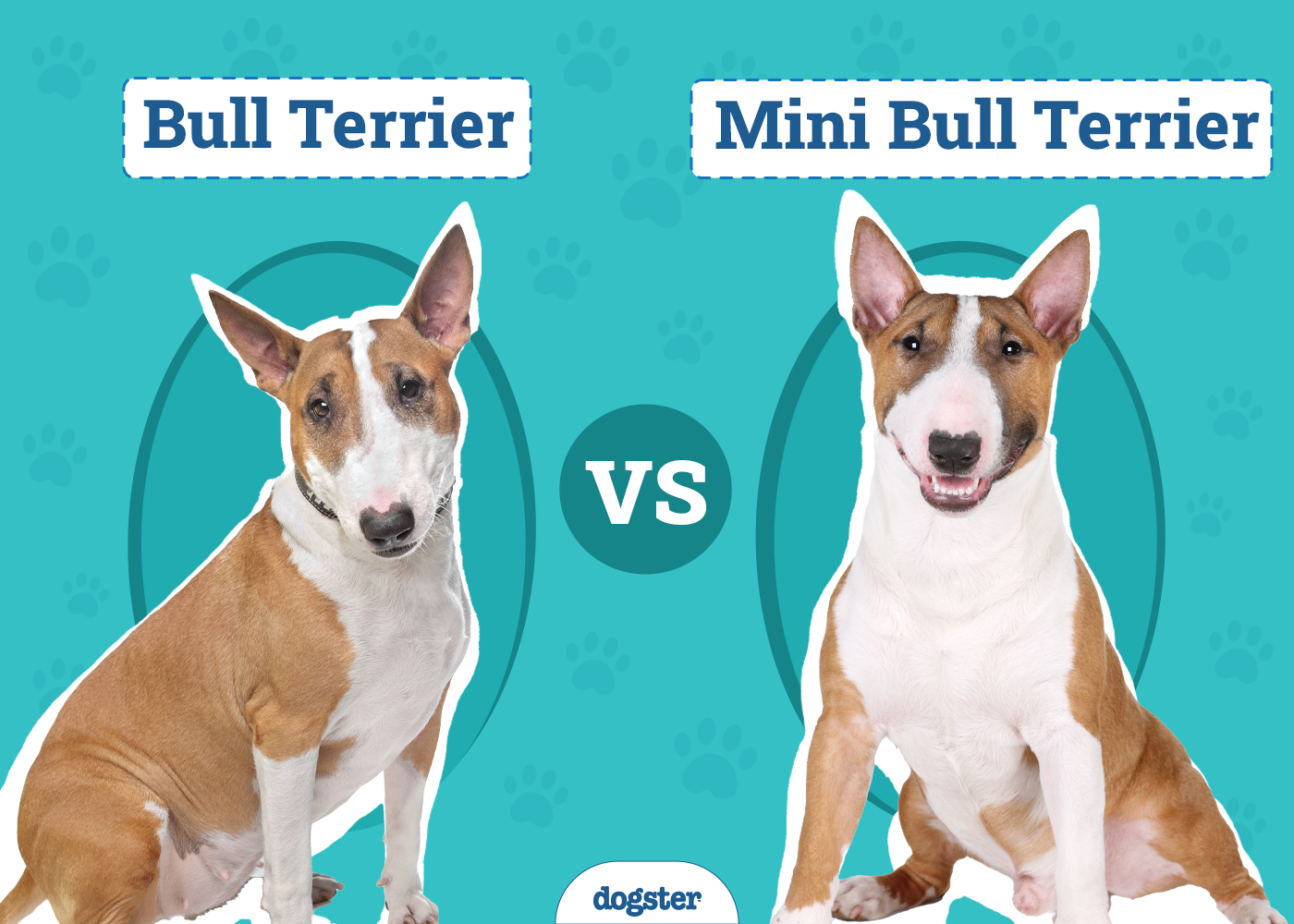Bull Terrier vs Mini Bull Terrier: Main Differences (With Pictures)