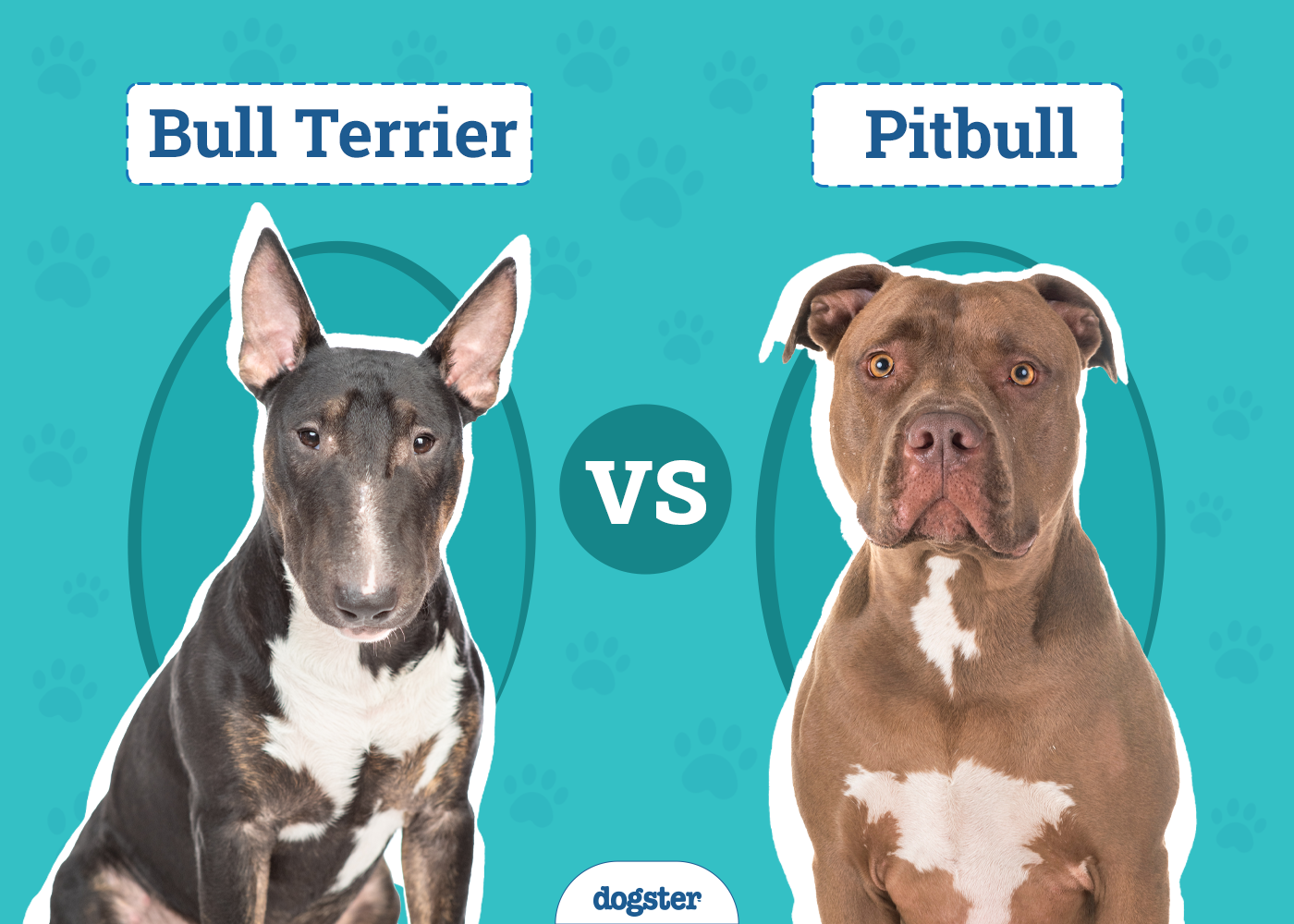 Bull Terrier vs Pitbull: Main Differences (With Pictures)