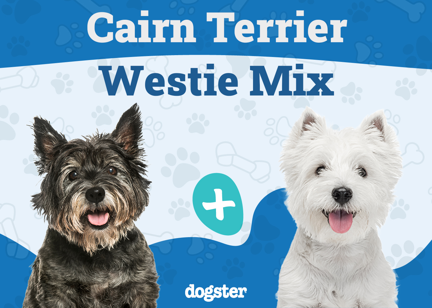 Cairland Terrier (Cairn Terrier & Westie Mix): Info, Pictures, Care & More