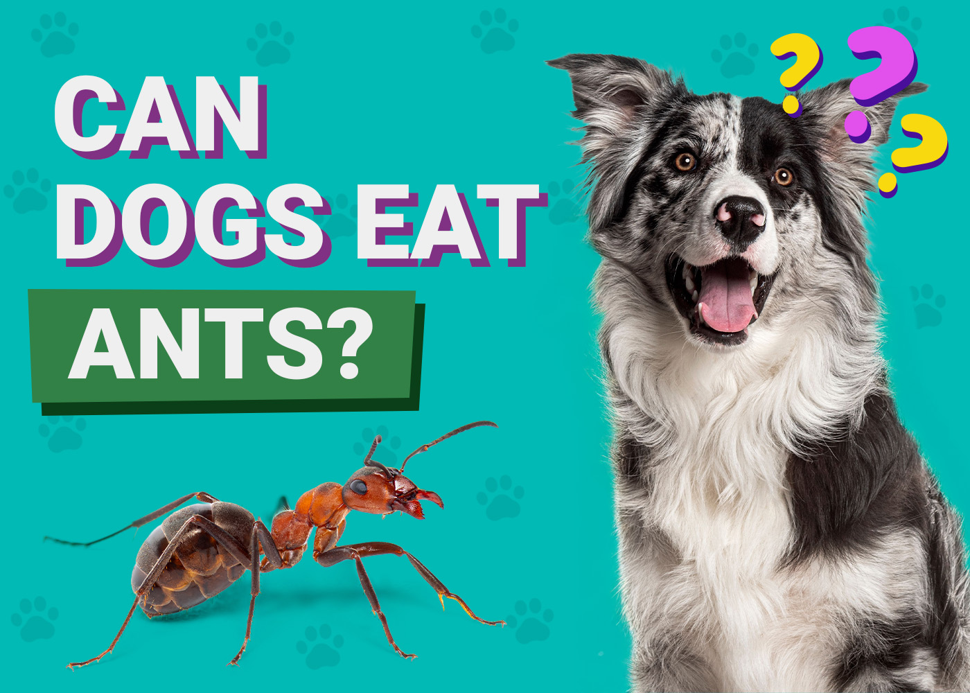 Can Dogs Eat Ants? Vet-Verified Facts & FAQ