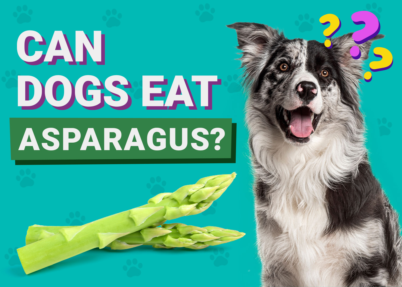 Can Dogs Eat Asparagus? Vet-Reviewed Facts & FAQ