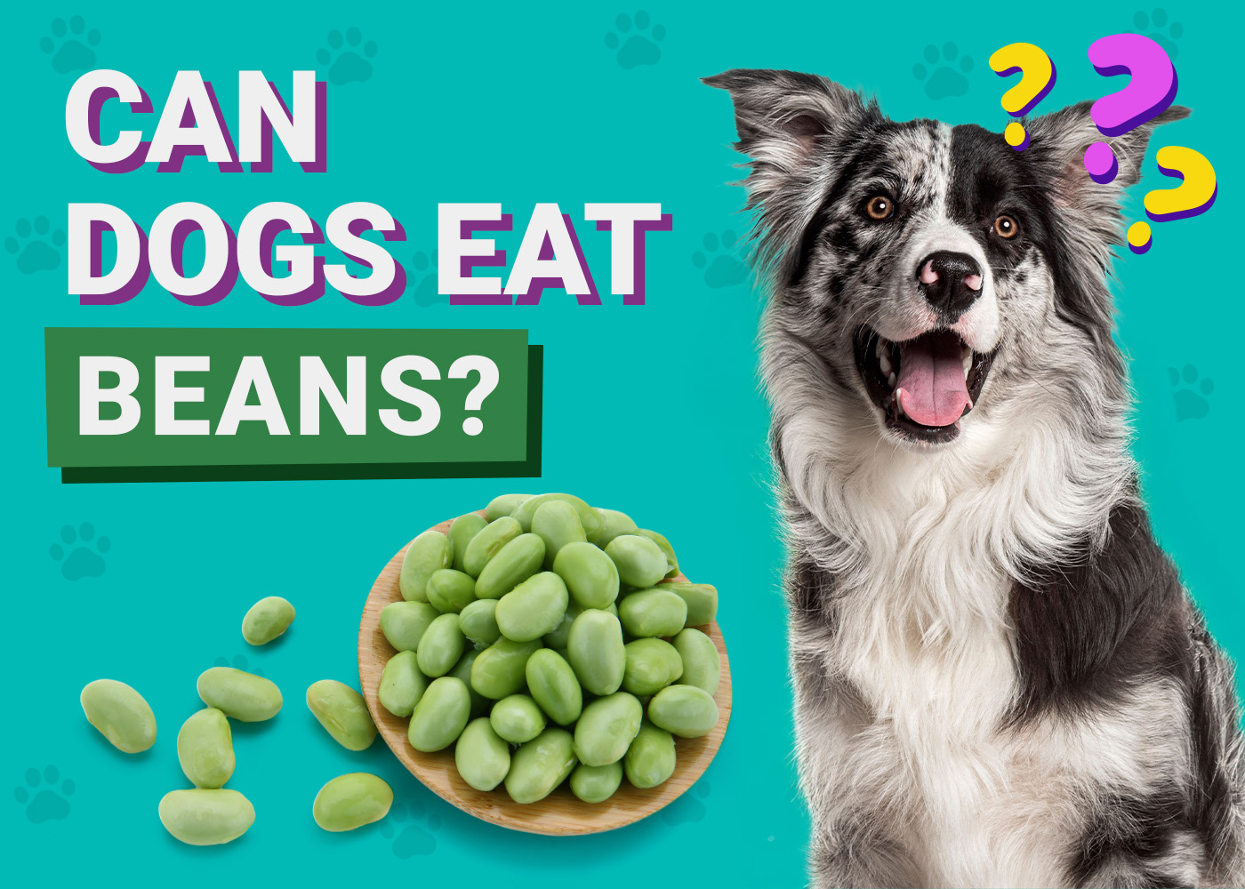 Can Dogs Eat Beans? Vet-Verified Nutrition Facts, Tips & Risks