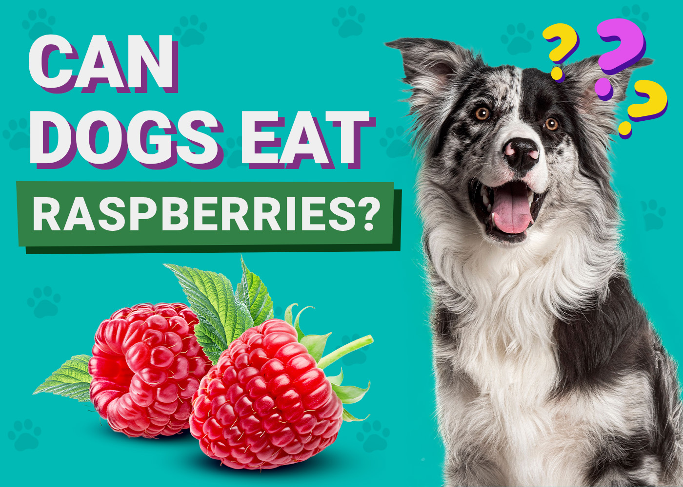Can Dogs Eat Raspberries? Vet-Verified Nutrition Facts & FAQ