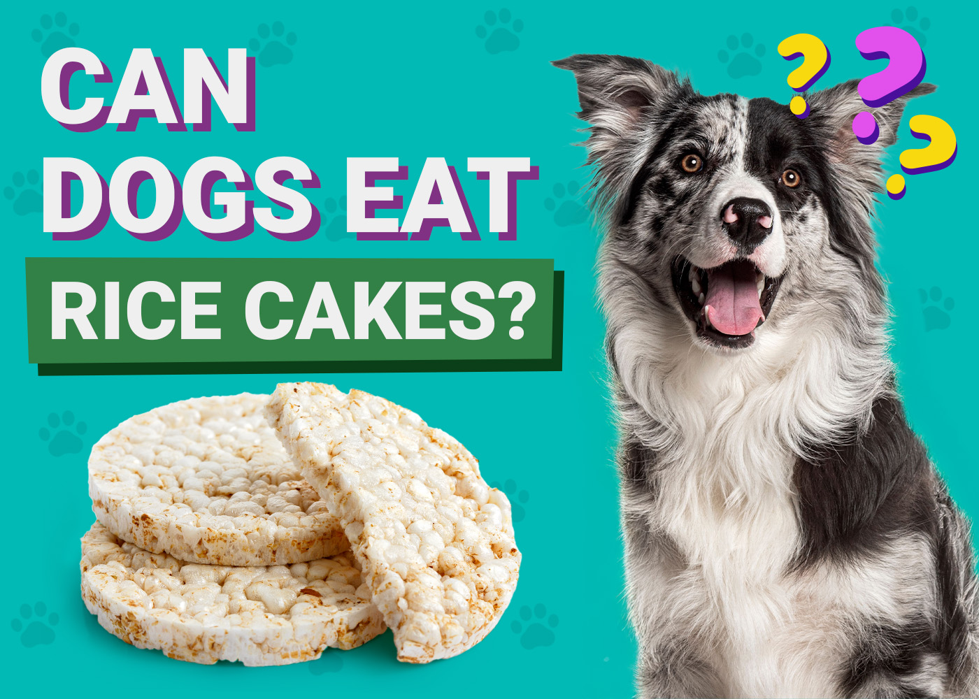 Can Dogs Eat Rice Cakes? Vet-Verified Nutrition Facts & FAQ