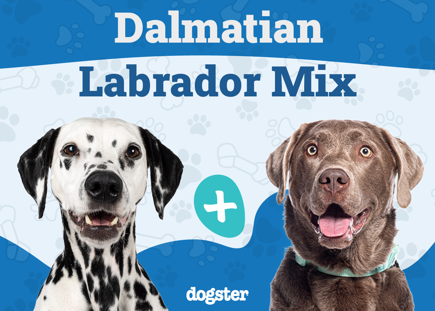 Dalmador (Dalmatian & Lab Mix): Info, Pictures, Care & More