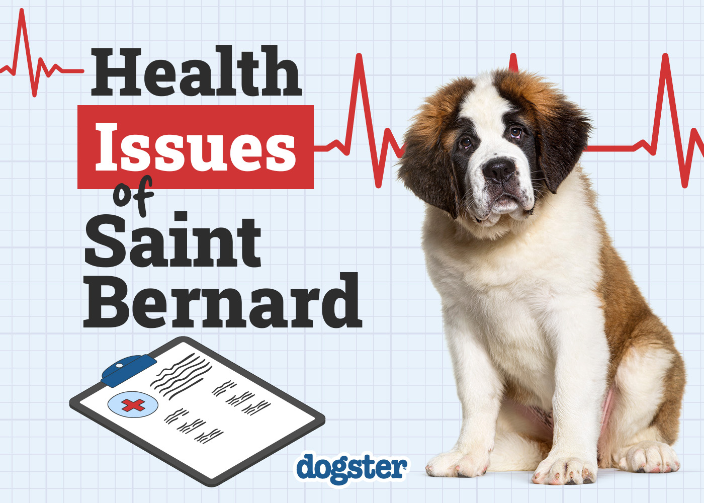 St. Bernard Health Issues: 10 Common Conditions to Look Out For (Vet Answer)