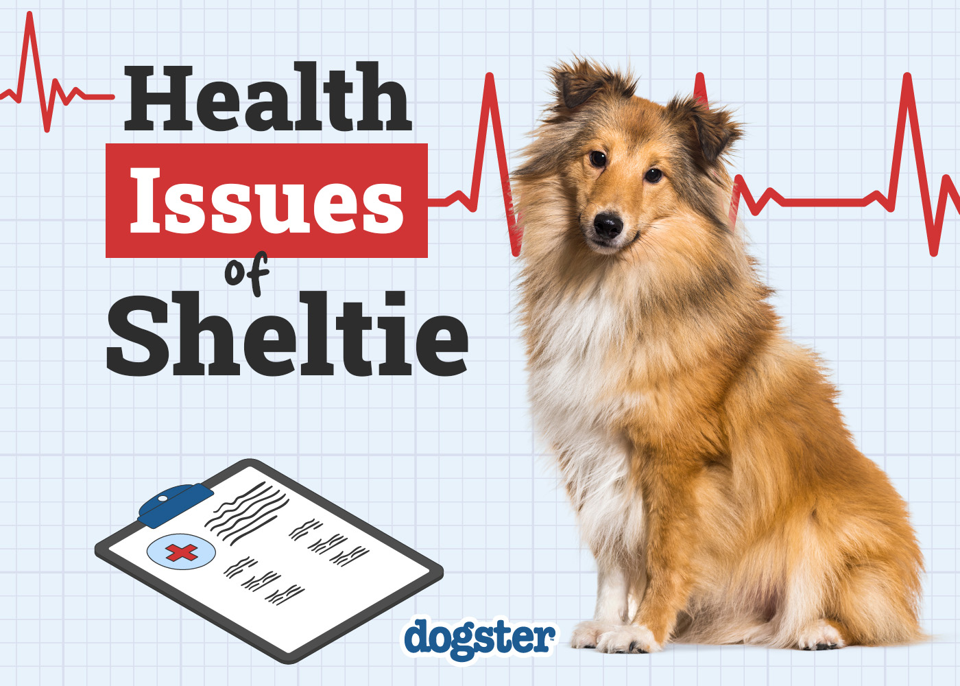7 Sheltie Health Problems: Our Vet Explains