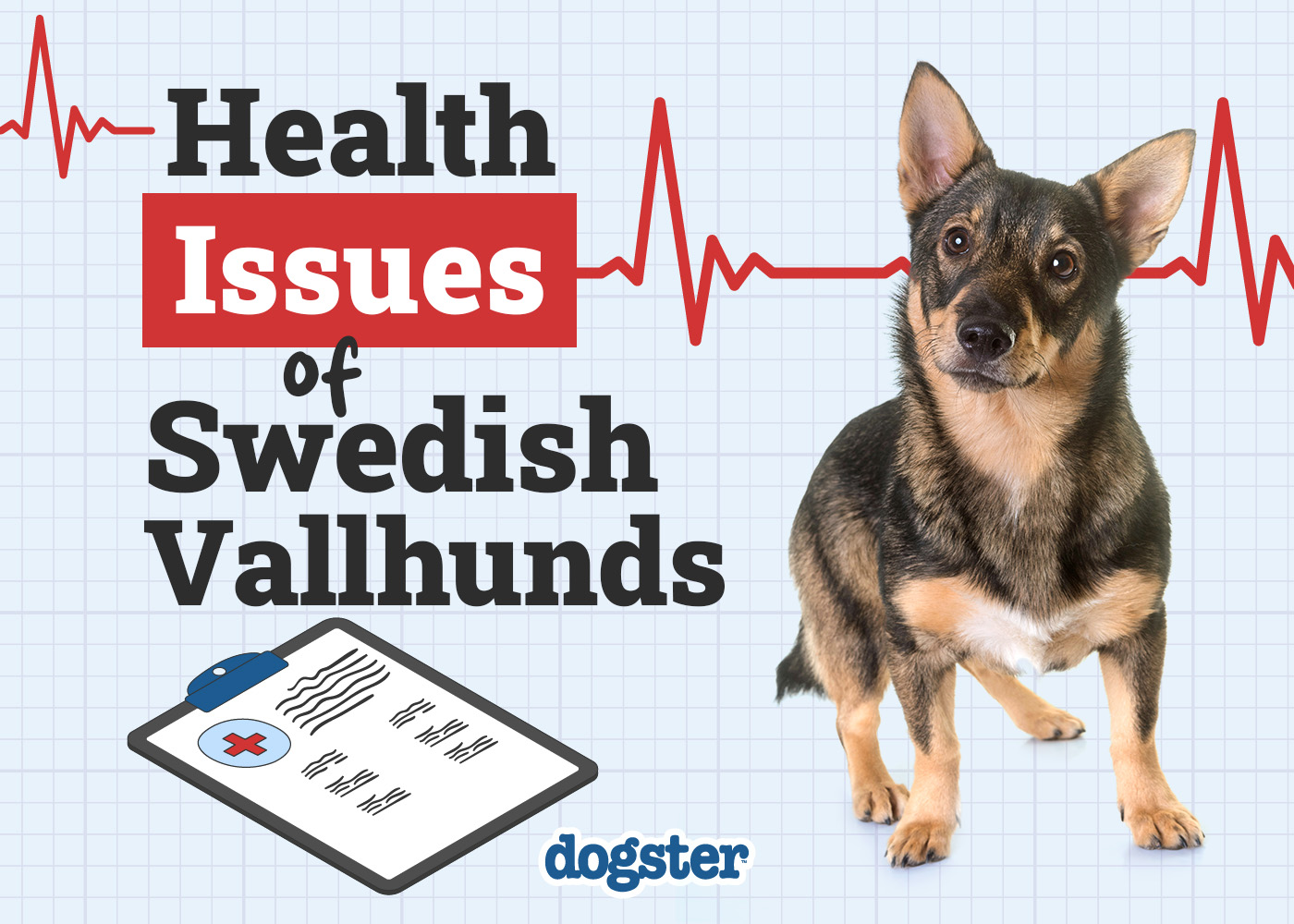 3 Swedish Vallhund Health Issues to Look Out For