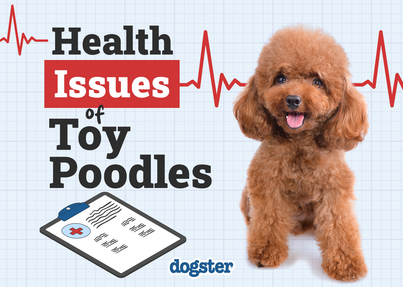 9 Toy Poodle Health Problems: Vet Approved Facts & Treatments