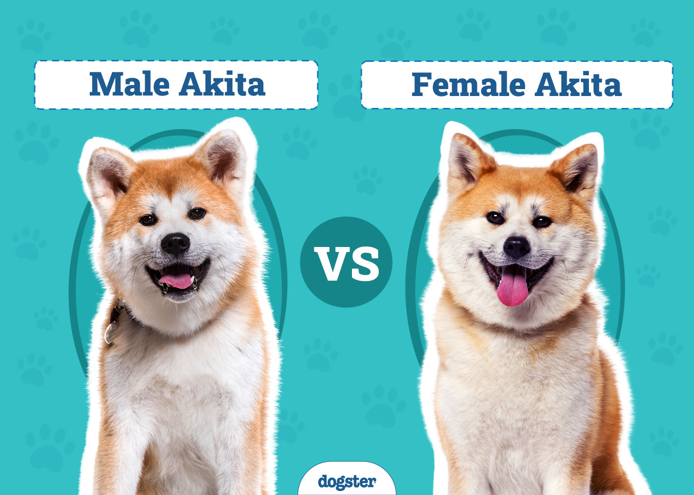 Male vs Female Akita: The Differences (With Pictures)