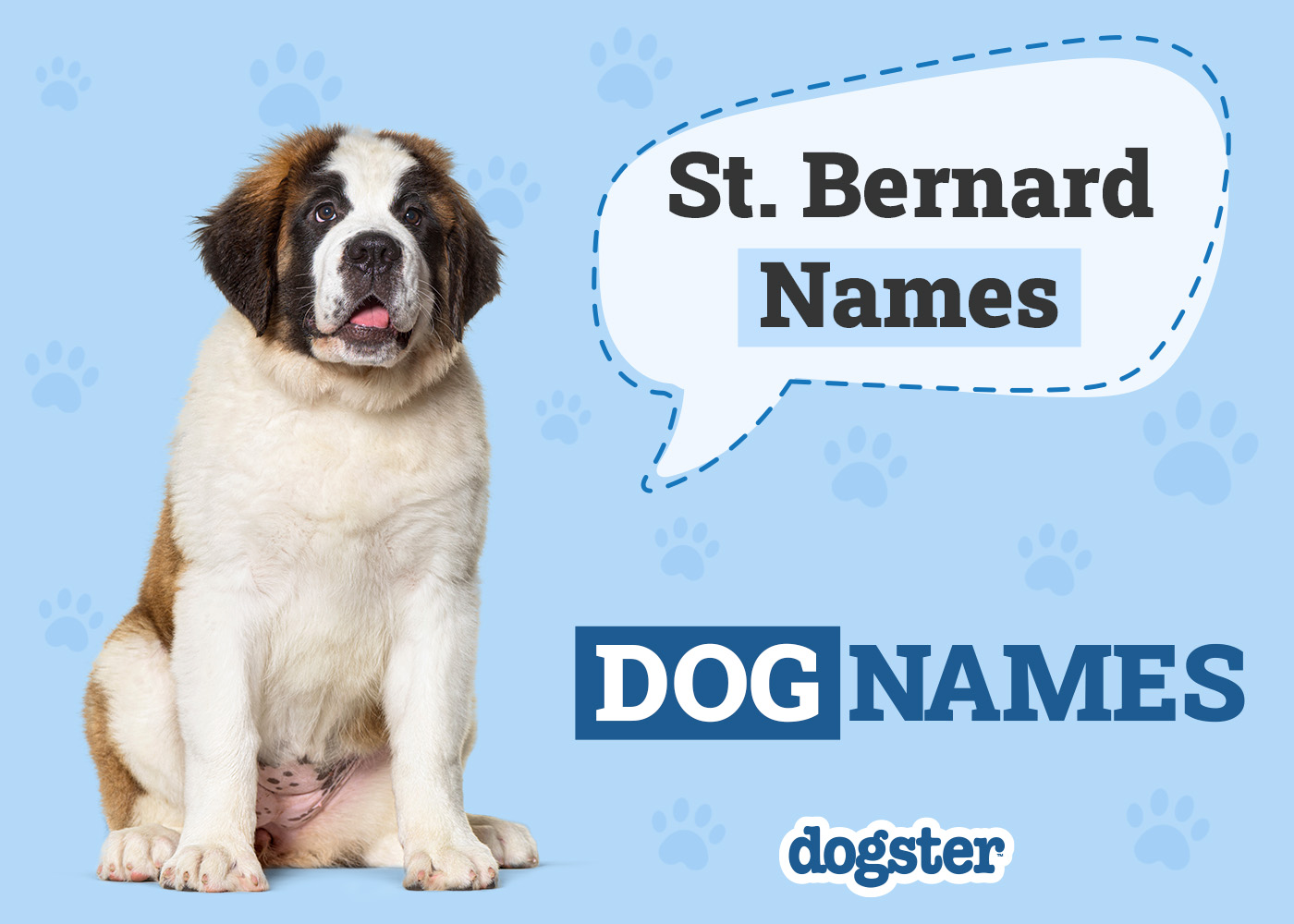 500+ Popular & Unique St. Bernard Names