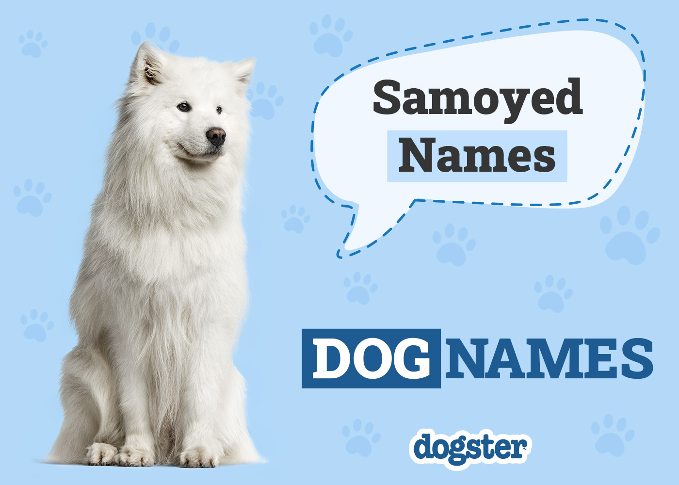 280+ Samoyed Dog Names: Popular & Unique Ideas