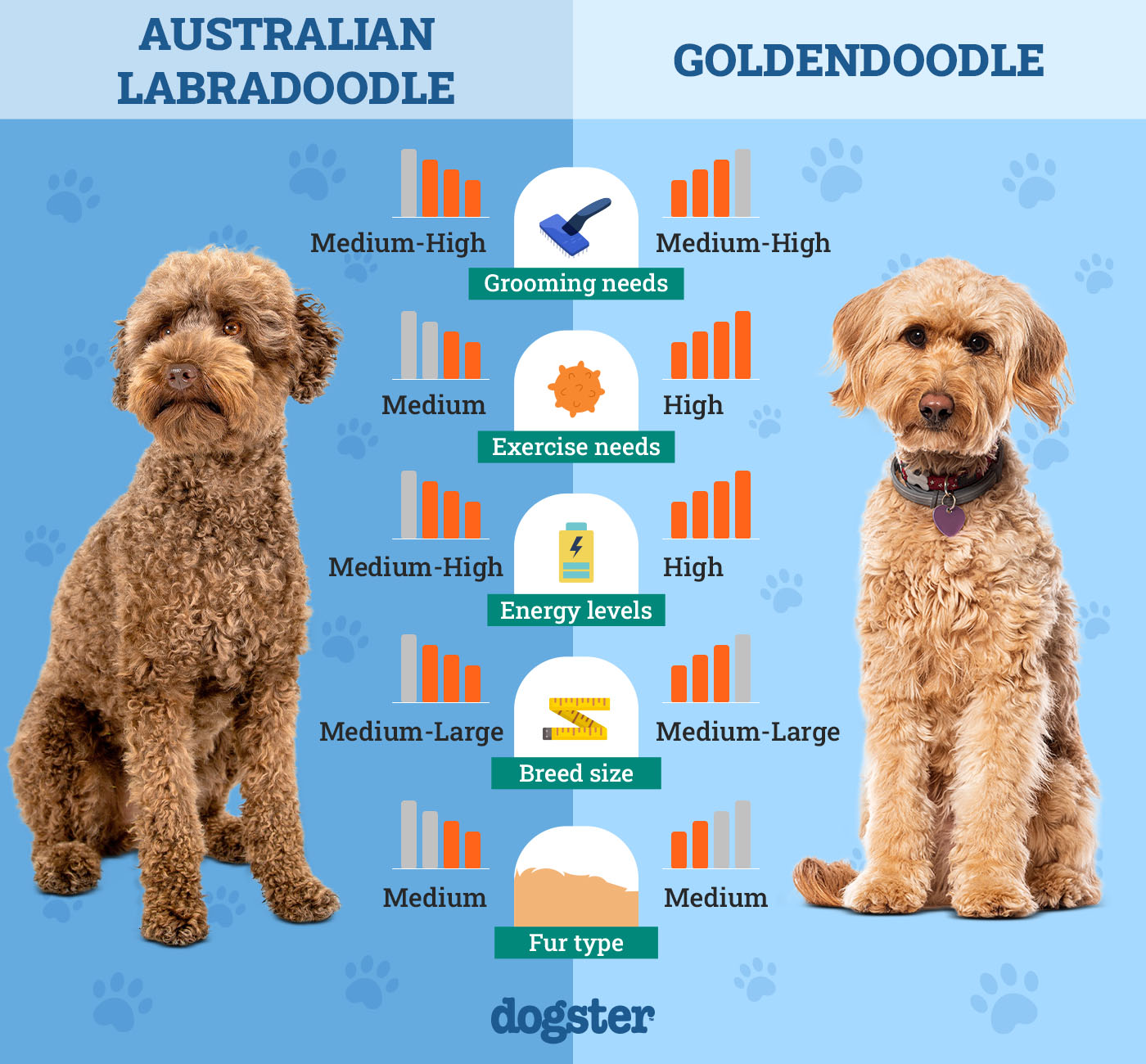 Dogster_Side by Side Comparison_ Australian Labradoodle vs Goldendoodle