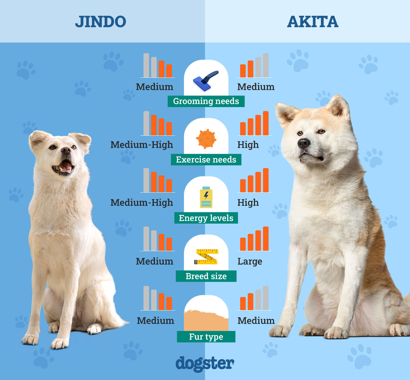 Dogster_Side by Side Comparison_ Jindo vs Akita