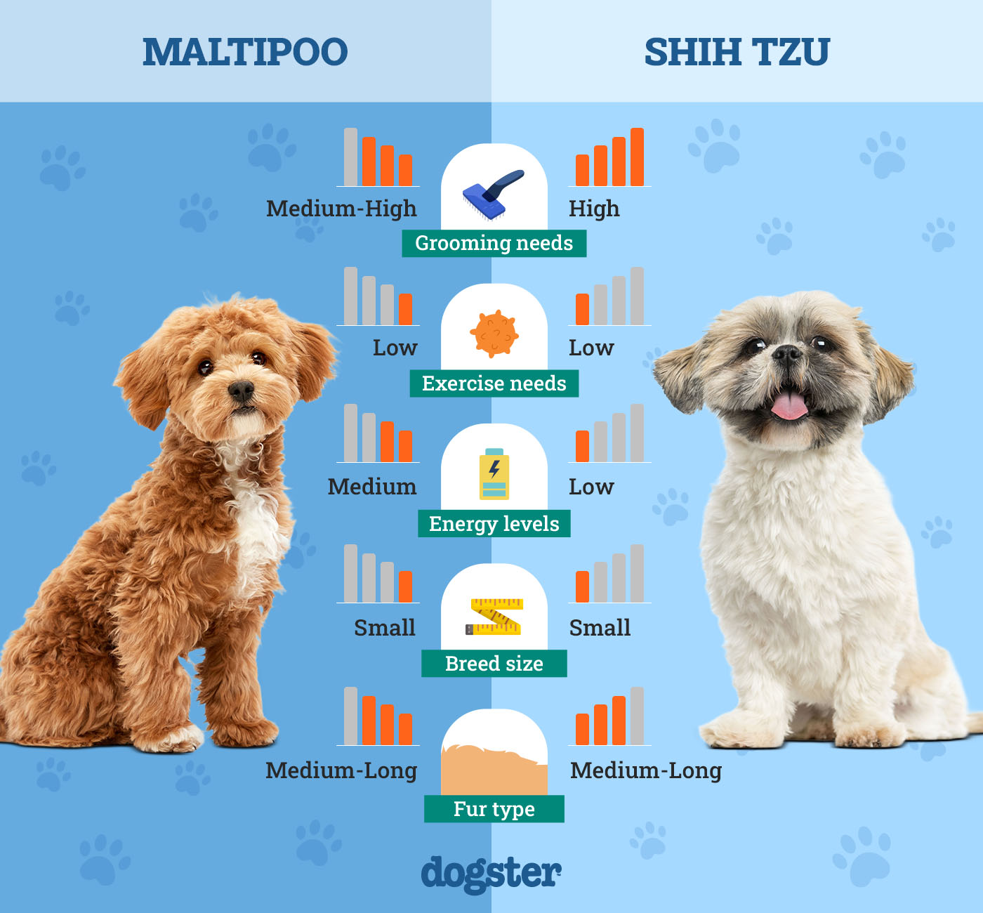 Dogster_Side by Side Comparison_ Maltipoo vs Shih Tzu