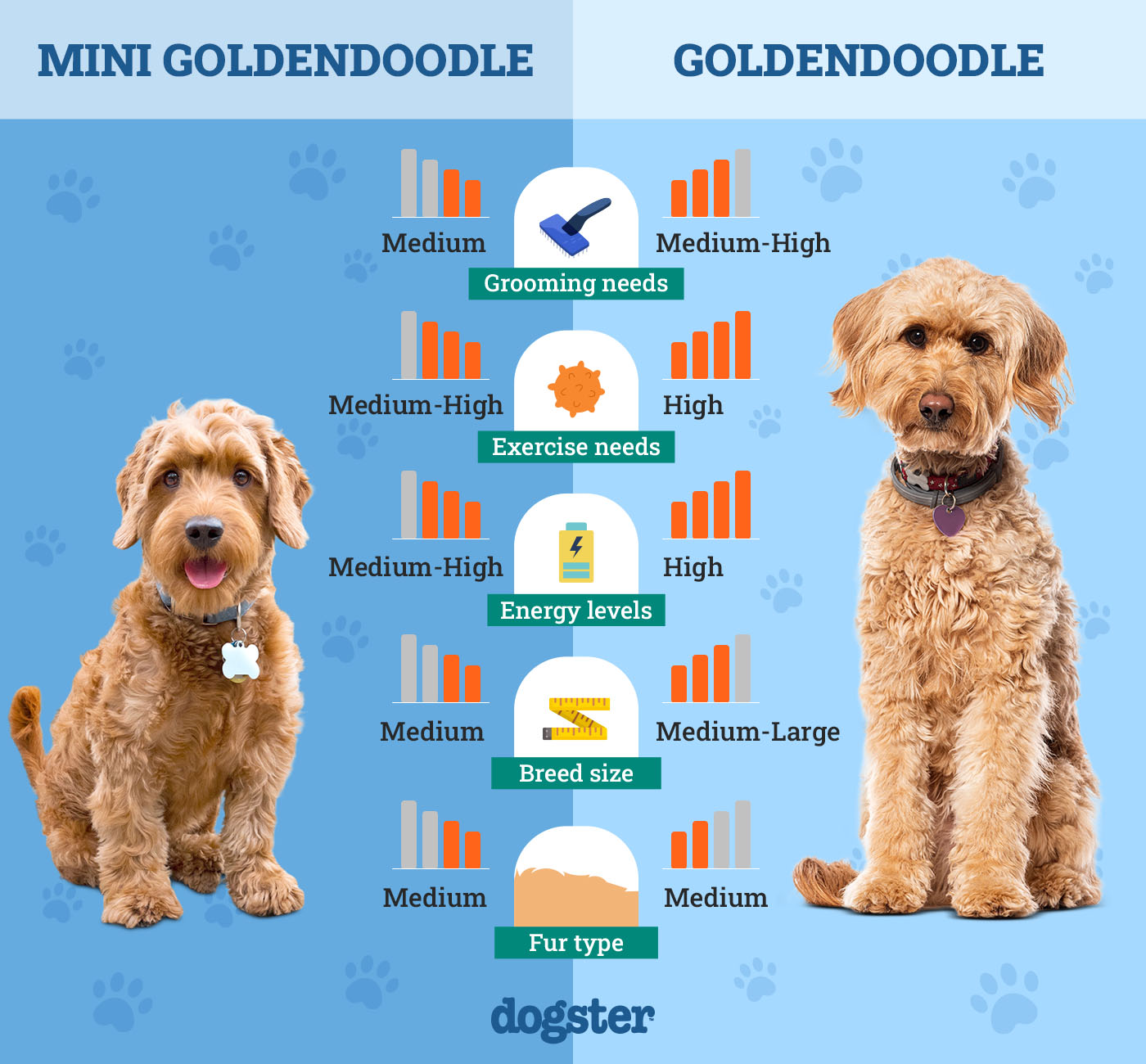 Dogster_Side by Side Comparison_ Mini Goldendoodle vs Goldendoodle