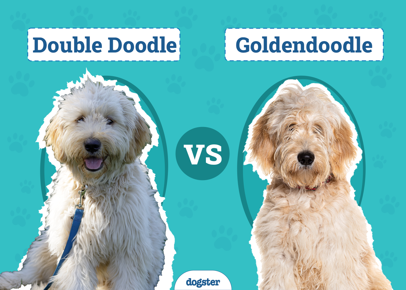 Double Doodle vs. Goldendoodle: The Differences (With Pictures)